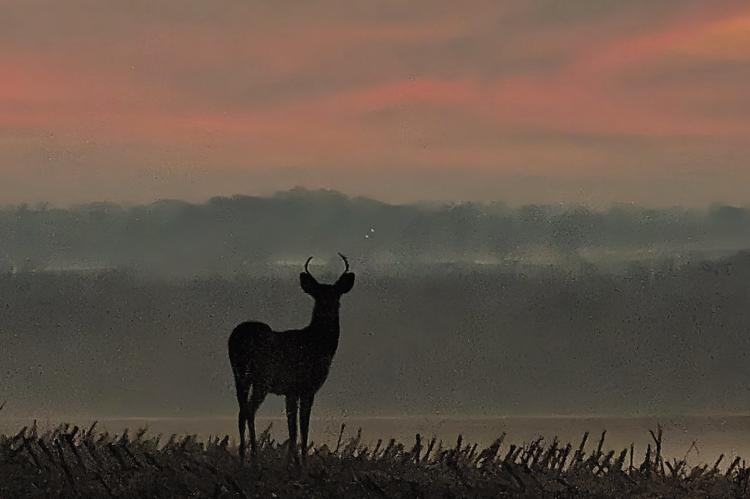 A DEER NAVIGATES a harvested field in rural Ray County during the final moments of daylight under a calm winter sky. DESI ESCRIVA | Submitted