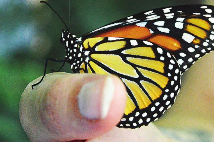 AFTER EMERGING from a cocoon, this monarch butterfly is held by Kristen Wood. TARA ALTIS | Staff affiliate