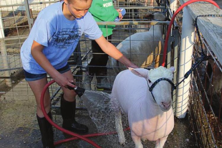JUDGES WANT to evaluate clean animals, so Payton Heman, 10, applies plenty of soap and water.