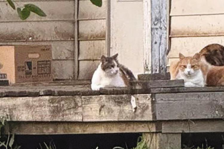 MULTIPLE FERAL CATS await care coordinated through Operation Snip ‘Em as part of ongoing efforts to address pet overpopulation. Submitted