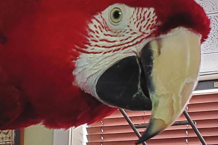 ABBY, a green-winged macaw, is a rescue animal that greets guests at Bark Bargains, a thrift shop at 112 S. College St., Richmond. JANIS KINCAID | Submission