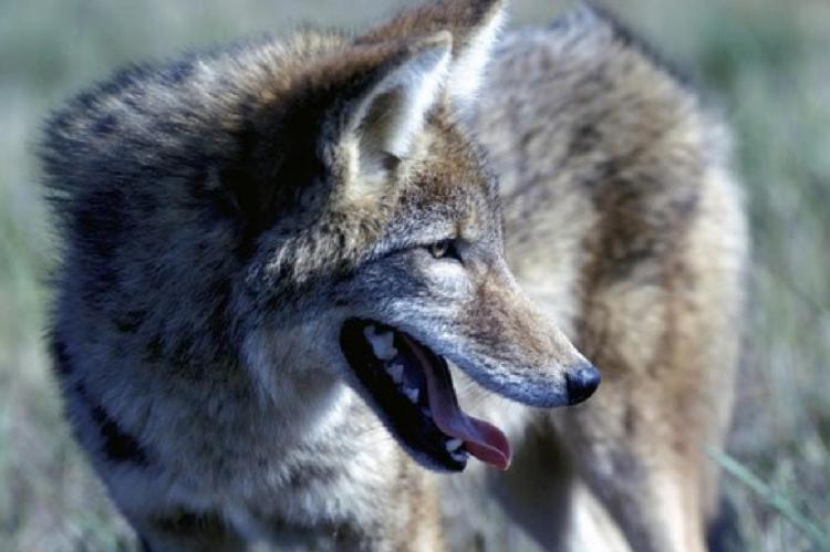 MDC has new regulations regarding the use of thermal imaging and night vision equipment to hunt coyotes and control feral hogs on private property. MDC