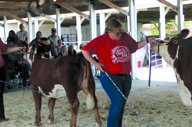 FAIR PARTICIPANTS show heifers at the livestock show. SHARON DONAT | Staff