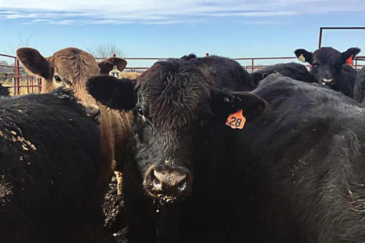 MISSOURI is among the states that have reason to worry about vesicular stomatitis. FRANK MORRIS | Harvest Public Media