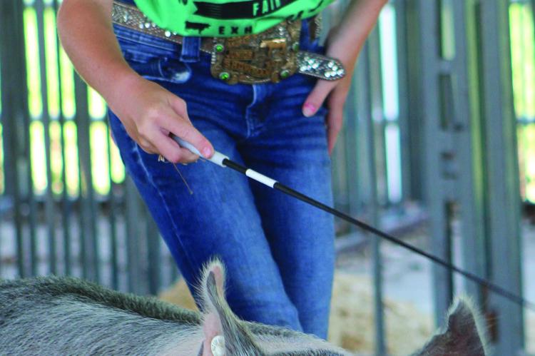 EMBER GILGOUR guides her hog through the pen during the show.