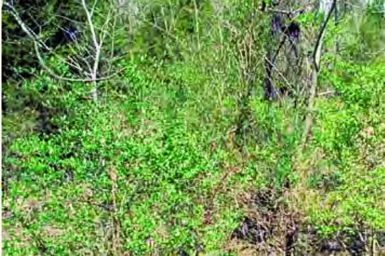 BUSH HONEYSUCKLE THICKETS like this one are taking over Missouri’s woodlands. Submitted