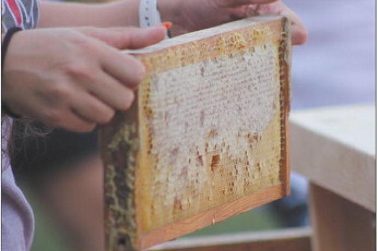 SUNRISE ELEMENTARY fifth grade teacher Miranda Taylor holds a honeyfilled frame.