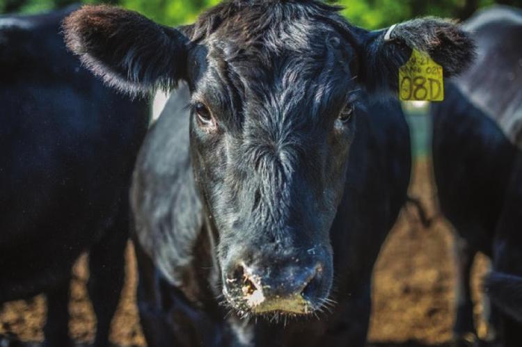 CATTLE producers are among those who can seek Coronavirus Food Assistance Program 2 funds. USDA s.