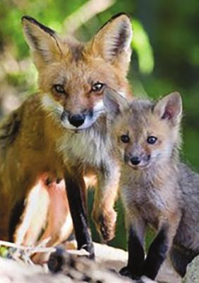 RED FOXES are adaptable animals, but they prefer to live along the edges of forests and fields.