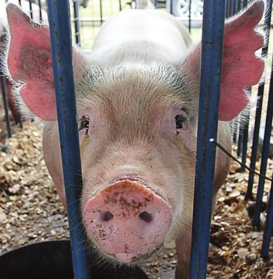 J.C. VENTIMIGLIA | Staff SWINE FEVER is a threat to hogs, including this one at the Ray County Fair, as COVID-19 is a threat to people.