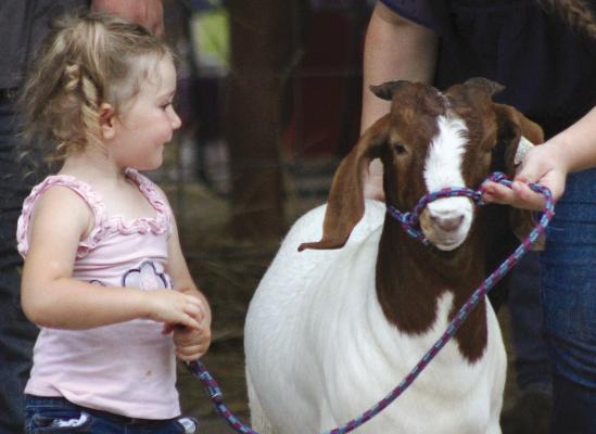 HUNTLEIGH WOLLARD shows her goat at the Ray County Fair Pee Wee show last week. SOPHIA BALES | Staff