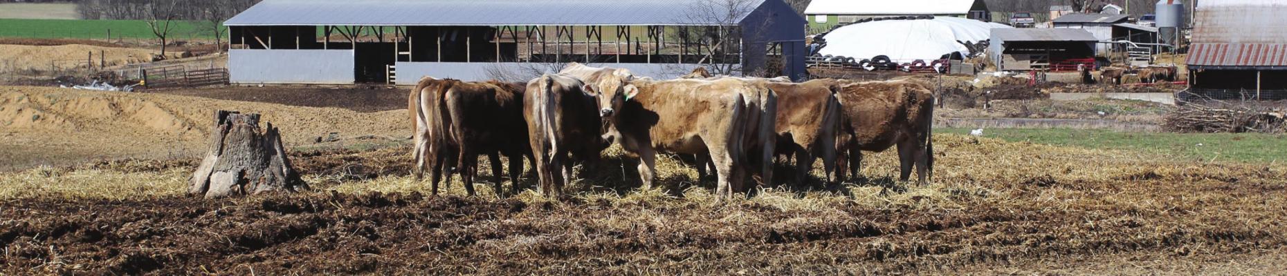 IN AN UNPRECEDENTED MOVE for the cattle industry, the Missouri Cattlemen’s Association seeks aid to address industry suffering caused by the coronavirus.
