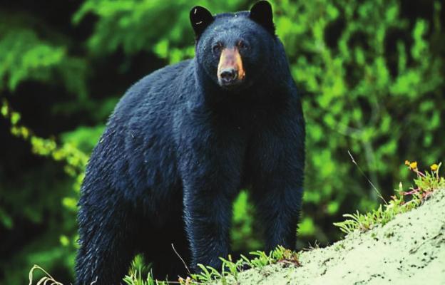 THE MISSOURI Conservation Commission recently approved a framework from MDC for a future black-bear-hunting season for Missouri residents and is asking for public feedback on the proposed framework Oct. 16-Nov. 14. MDC