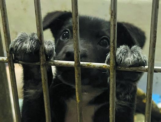 THIS SMALL PUPPY and its siblings are up for adoption at the Ray County Humane Society. SOPHIA BALES | Staff