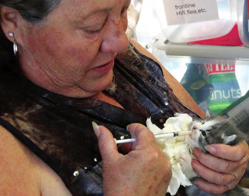 A FOUNDLING KITTEN receives milk from Humane Society of Ray County volunteer Jackie Poss May 7 at the organization’s building, 200 S. College St., during the Mushroom Festival. J.C. VENTIMIGLIA | Staff