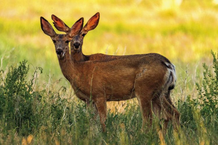 Chronic wasting disease documented in Clay and Ray counties