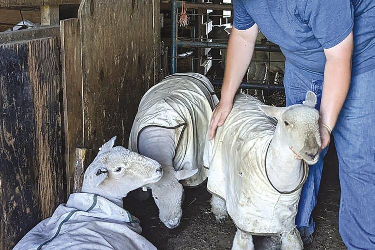 WYATT WIERZBICKI tends to his sheep during a Supervised Agricultural Experiences (SAE). Submitted