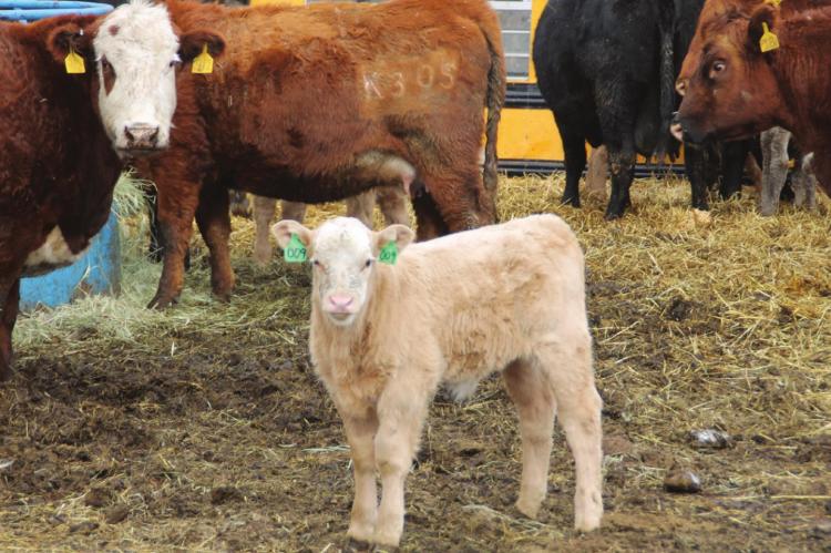 CALVING SEASON can bring in cute calves, but there are risks.
