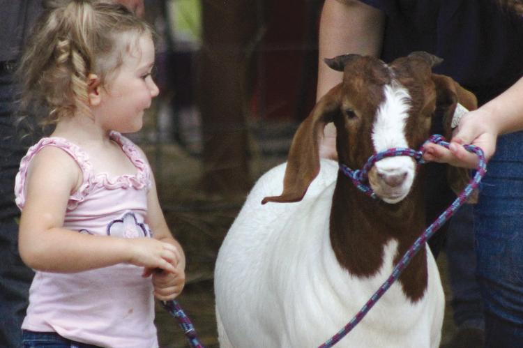 HUNTLEIGH WOLLARD shows her goat at the Ray County Fair Pee Wee show last week. SOPHIA BALES | Staff