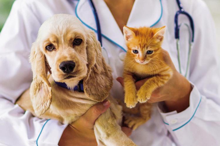 Benefits of spaying, neutering shared