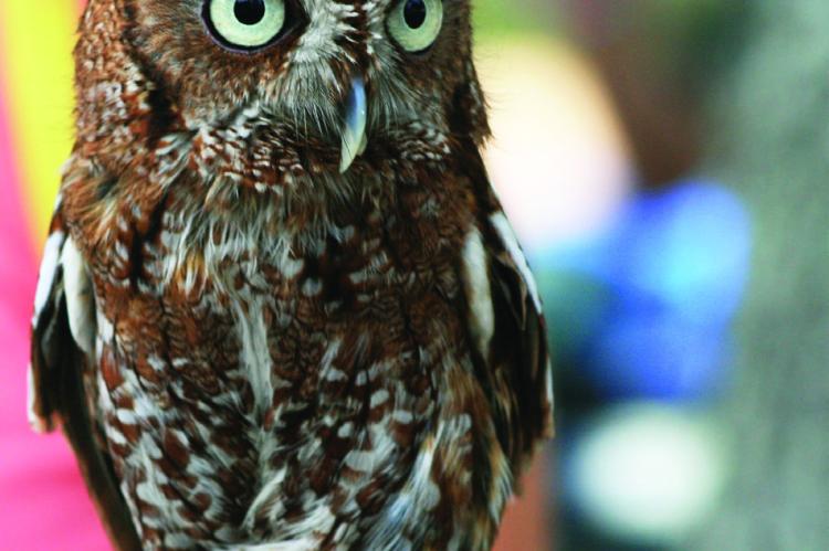 The magnificent owls of Missouri