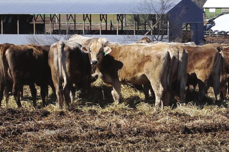 IN AN UNPRECEDENTED MOVE for the cattle industry, the Missouri Cattlemen’s Association seeks aid to address industry suffering caused by the coronavirus.